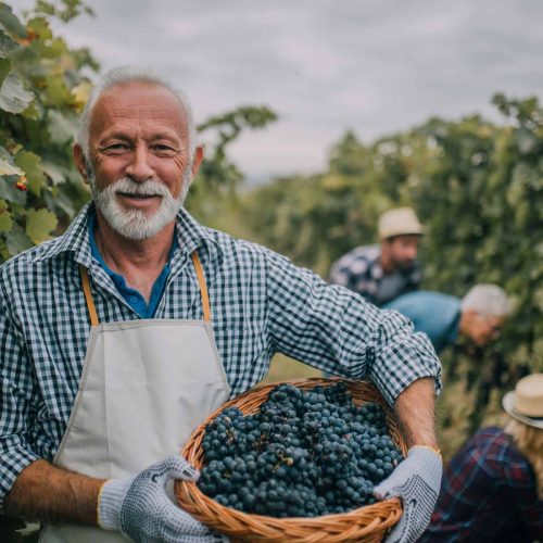 old-smiling-man-winery-1 old-smiling-man-winery-1