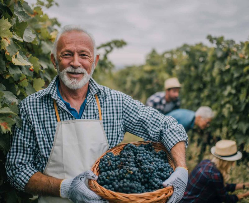 old-smiling-man-winery-1 old-smiling-man-winery-1