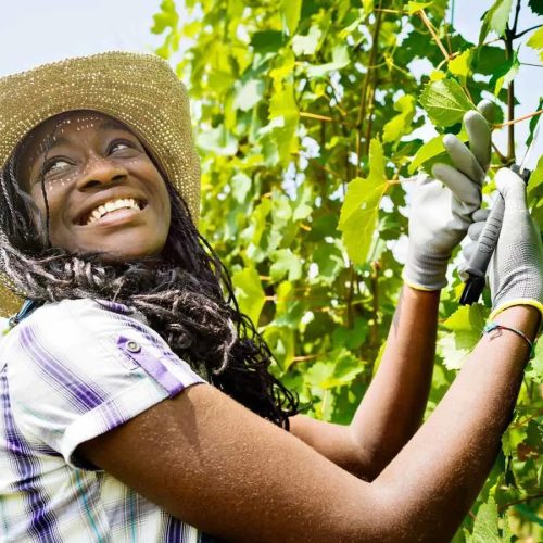smiling-african-girl-vineyard-1 smiling-african-girl-vineyard-1