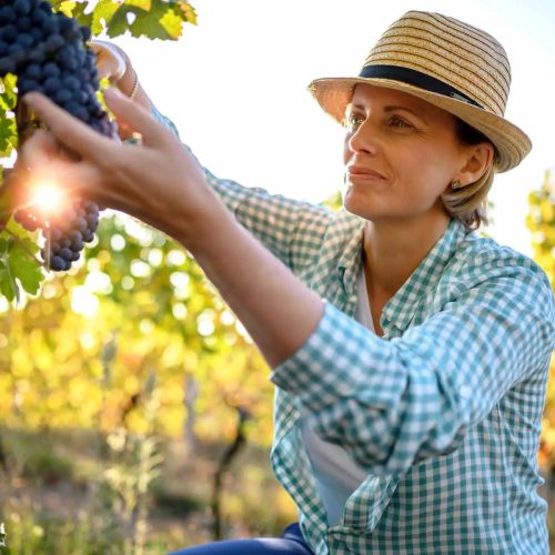 woman-picking-grapes Smiling vintner examining grapes in vineyard